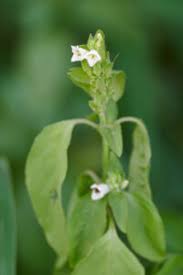 Image result for Stylochaeton puberulus