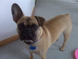 Maybe you would like to learn more about one of these? Is The Frug One The Cutest Dogs In The World K9 Web