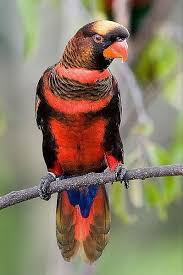 Traditionally, lories and lorikeets have either been classified as the subfamily, loriinae, or as a family on their own, loriidae,2 but they are currently classified as a tribe. Pin On Bird Song Lory And Friends