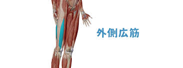 外側広筋の筋肉データ｜緊張し過ぎると膝を痛めやすい筋肉