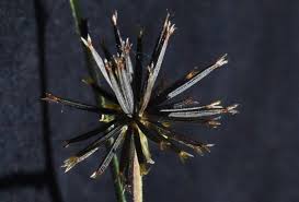 Image result for Bidens diversa