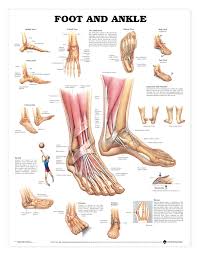 foot and ankle anatomical chart poster laminated