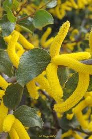 Image result for Acacia davyi