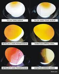 Untuk menghasilkan anakan ayam yang unggul perlu dilakukan perkawinan ayam yang dipilih indukannya secara cermat. Panduan Menetaskan Telur Dengan Mesin Tetas Lengkap Elinotes Review