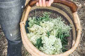 Elderflower flowers are edible and with them you can prepare many recipes, to which below you will find detailed information about cookies, types of cookies used by this website, how to. Foraging Elderflower