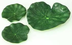 Maybe you would like to learn more about one of these? Jual Daun Teratai 1 Kg Di Lapak Cepatlaku789 Bukalapak