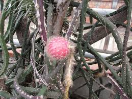 Botanischer Garten Potsdam Pandan Cactus Fruit