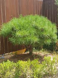 Bäume geben dem garten eine kontour. Kleinbleibende Baume Diese Sorten Bleiben Klein