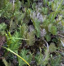 Image result for Gleicheniaceae