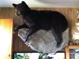 Black Bear Half Mounts Prices Black Bear Bear Mounts Black Bear Taxidermy Decor