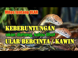 Keberuntungan Akan Datang Ketika Melihat Ular Kawin Bercinta Youtube