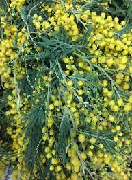 Soft Yellow California Acacia Plant Leaves Green Flowers Florist Supplies