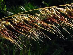 Image result for Sorghastrum nudipes