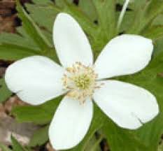 Image result for Aneilema nicholsonii