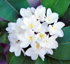 Plumeria White Samoan Fluff Frangipani 5 Seeds Plumeria Unusual Flowers Frangipani