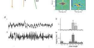 Olfactory bulb circuit manipulations that affect population synchrony....