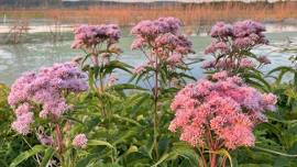 Marsh Wildflower Hike