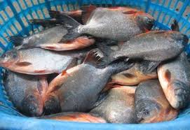 Check spelling or type a new query. 13 Jenis Ikan Air Payau Yang Bagus Dikonsumsi Dan Dipelihara