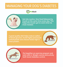 Check spelling or type a new query. Diabetes In Dogs Canine Mellitus Symptoms Treatment Diet