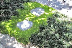 Image result for Sagina