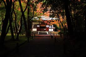 もみじと竹の華やぐ地蔵院 淡い彩りの秋の竹の寺 京都もよう Kyoto Moyou