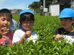 お茶摘み 手もみ茶体験 子育てセンターひだまり保育園部のブログ