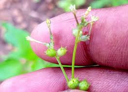 Image result for Kohautia caespitosa