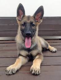I would follow the advice given previously that if both ears were ever up, they will almost certainly return to that position once the teething is over, unless there's an accident or injury. Viper The German Shepherd German Shepard Puppies German Shepherd German Shepherd Dogs