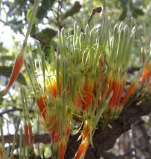 Image result for Tapinanthus