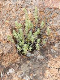Image result for Anthospermum whyteanum