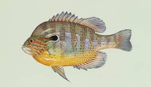 Types Of Sunfish In North America