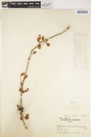 Image result for Monanthotaxis orophila