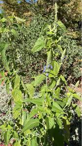Image result for Salvia hispanica