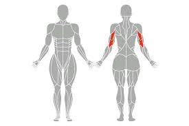 Workout tips video fitness workout zuhause. Trizeps Trainieren 12 Ubungen Fur Anfanger Bis Profis