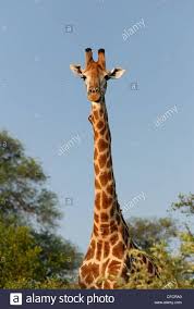 It could grow up to 2.3 meters at the shoulders and their head would be 3 meters above the ground! Pin On Camels In Wild West