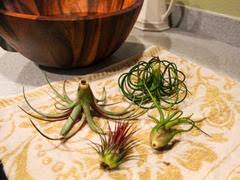Other epiphytes include orchids (which grow on tropical trees) and many kinds of ferns. How To Care For Your Air Plant Watering Tips And More Air Plant Source Air Plant Design Studio