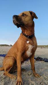 Jetzt auf quoka.de selbst kostenlos inserieren oder regionale angebote finden. Byron Boxer Mischling Foto Bild Outdoor Hunde Hund Bilder Auf Fotocommunity