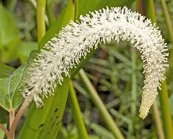 Image result for Tricalysia schliebenii