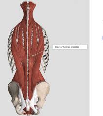 One of the most common causes of lower back pain is lumbar strain. Introduction Anatomy The Gap Physio