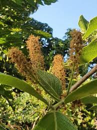 Image result for Combretum sp. A