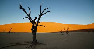 Plants of the namib desert include: Surviving In The Namib Desert