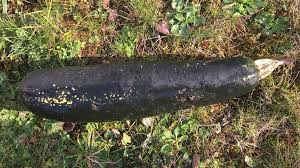 Maybe you would like to learn more about one of these? German Police Find Ww2 Bomb Was Big Courgette Bbc News