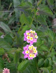 Image result for Lantana tiliifolia