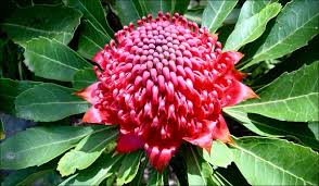 Snapshots Images Of Australian Flora Waratah State Floral Emblem Of Nsw Images Of Australia Australian Flowers Waratah Flower Australian Wildflowers
