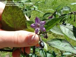 A beautiful, small variety from bolivia. Plantfiles Pictures Capsicum Chile Pepper Bolivian Rainbow Capsicum Annuum By Danafl78