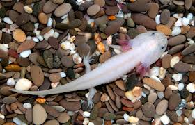 Commonly known as the mexican walking fish, the axolotl is a type of salamander that never outgrows its aquatic phase and is found in mexico. Memelihara Pokemon Dalam Air Ini Dia 10 Fakta Tentang Axolotl Ikan Berkaki Empat Blog Hotel Bobobox Indonesia