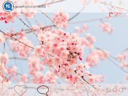 43 Best Spring Captions For Your Instagram Growing Social Media