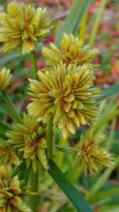 Image result for Eragrostis congesta