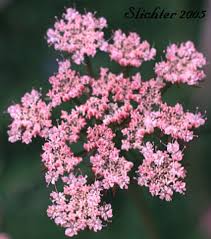 Image result for Oenanthe procumbens