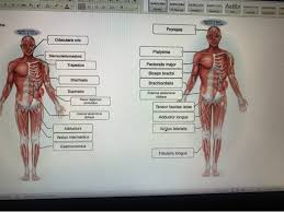 Labels are a means of identifying a product or container through a piece of fabric, paper, metal or plastic film onto which information about cautionary labels are given for products or containers containing hazardous material. Solved Correctly Label The Following Muscles Of The Anter Chegg Com